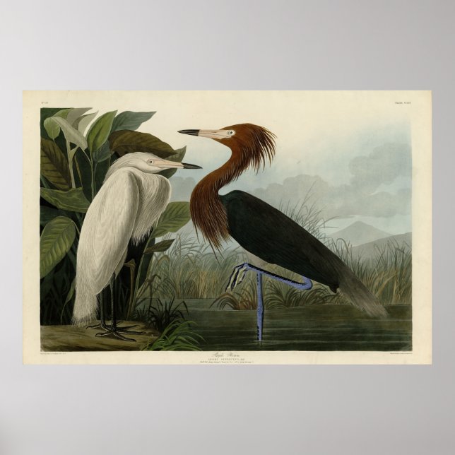 Lila Heron - från Audubon's Birds of America Poster (Framsidan)