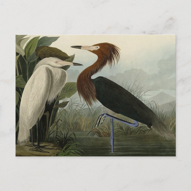 Lila Heron - från Audubon's Birds of America Vykort (Framsida)