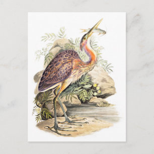 Lila Heron (med fisk) art av Elizabeth Gwillim Vykort