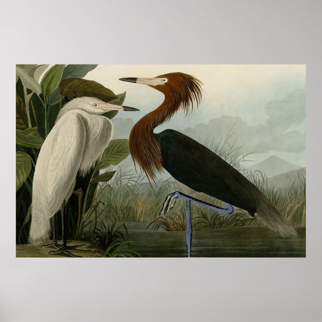 Lila Heron Poster (Framsidan)