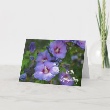 Lila Hibiscus blomma med sympati