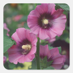 Lila hibiscus-blommor fyrkantigt klistermärke