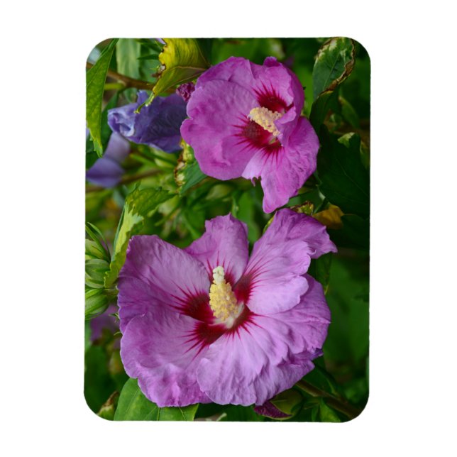 Lila hibiscus blommor magnet (Vertikal)
