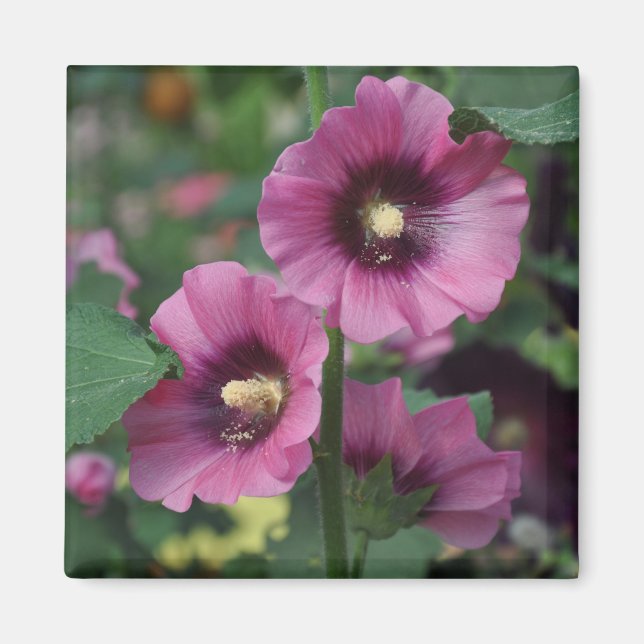 Lila hibiscus-blommor magnet (Framsidan)