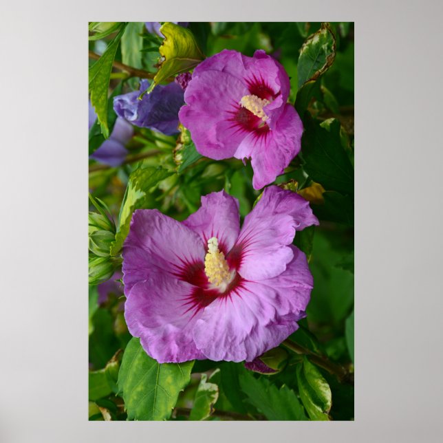 Lila hibiscus-blommor poster (Framsidan)