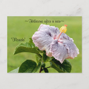 Lila Hibiscus-blomstervykort Vykort