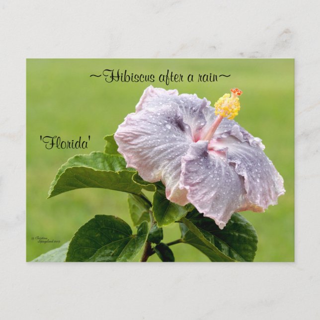 Lila Hibiscus-blomstervykort Vykort (Framsida)