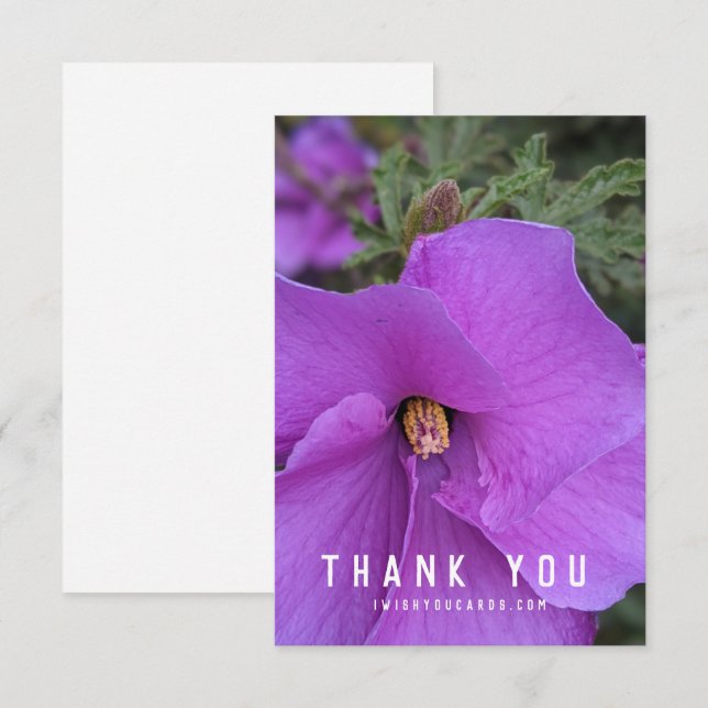 Lila Hibiscus Flower Closeup (Fram/baksida)