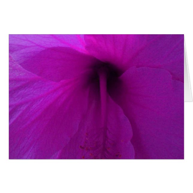 Lila Hibiscus Flower Hälsningskort (Framsidan Horizontal)