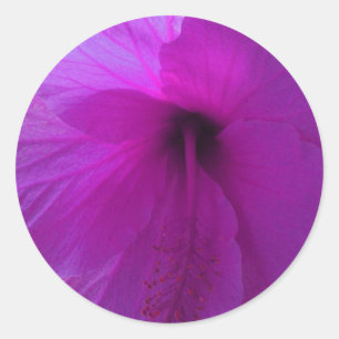 Lila Hibiscus Flower Runt Klistermärke