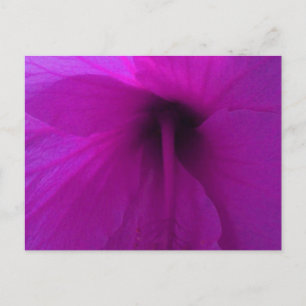 Lila Hibiscus Flower Vykort