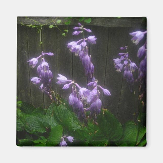 LILA HOSTA KLOCKOR MAGNET (Framsidan)