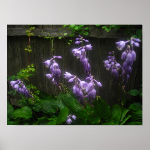 lila hosta klockor poster