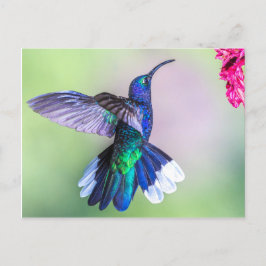 Lila Hummingbird i en fin dos Vykort