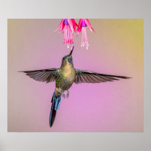 Lila Hummingbird med Lång Svan Poster