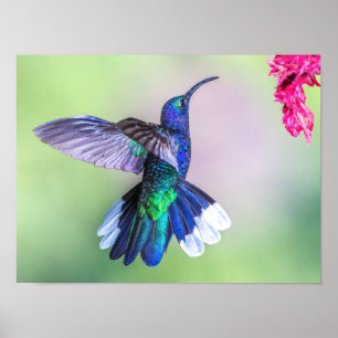 Lila Hummingbird som flyger i en graciös dos Poster
