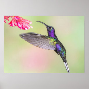 Lila Hummingbird under Flight Poster