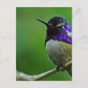 Lila Hummingbird Vykort