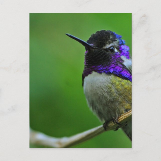 Lila Hummingbird Vykort (Framsida)