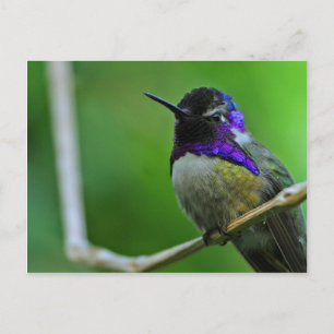 Lila Hummingbird Vykort