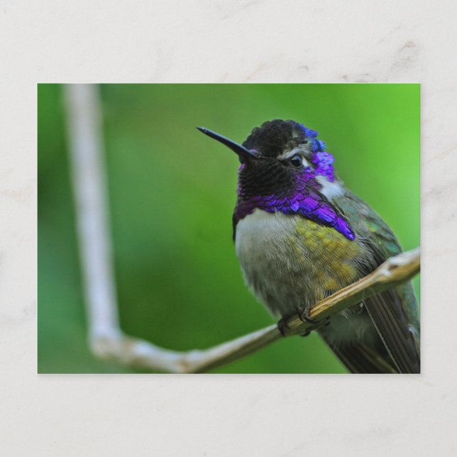 Lila Hummingbird Vykort (Framsida)