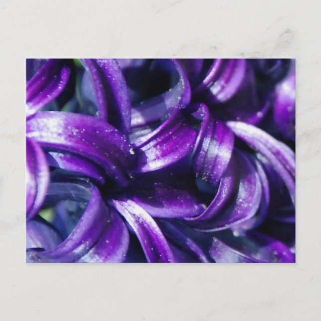 Lila Hyacint Flower vycard Vykort (Framsida)