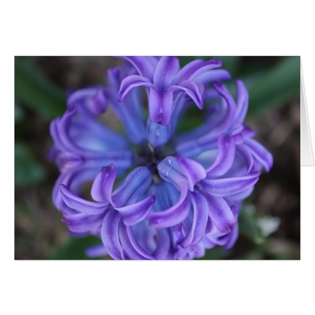 Lila Hyacinth Hälsningskort (Framsidan Horizontal)