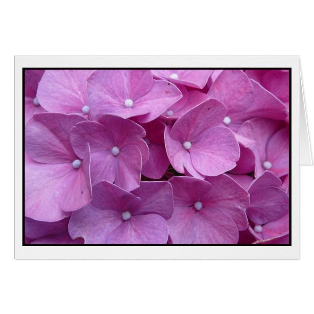 Lila Hydrangea Blommar Hälsningskort (Framsidan Horizontal)