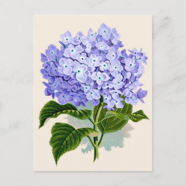 Lila Hydrangea Botanical Print Vykort (Framsida)