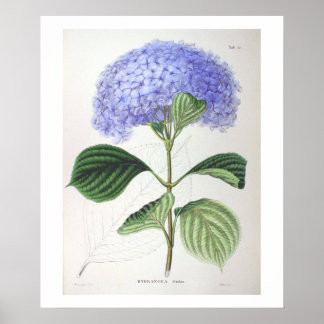 Lila Hydrangea Botanical Teckning Poster Skriv ut