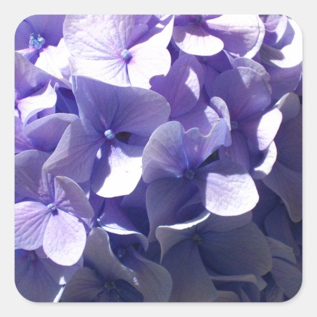 Lila Hydrangea Fyrkantigt Klistermärke (Framsida)