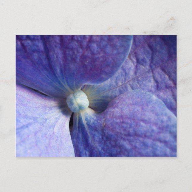 Lila Hydrangea-händelse och bröllopsannonsering Meddelande Vykort (Framsida)