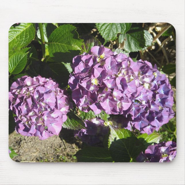 Lila Hydrangea Musmatta (Framsidan)