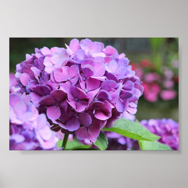 Lila Hydrangea Value Poster (Framsidan)
