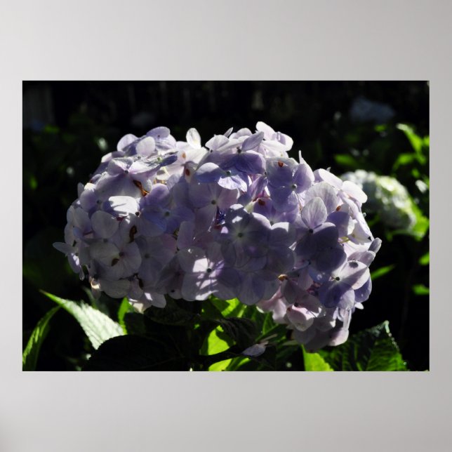 Lila Hydrangeas Flowers Poster (Framsidan)