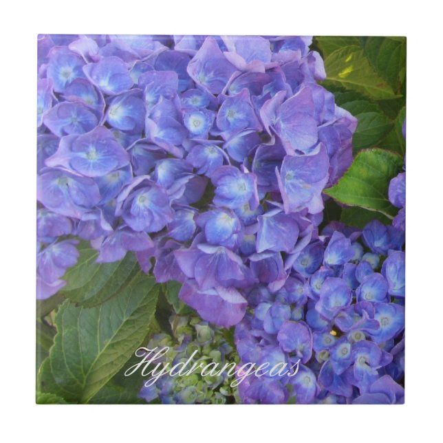 Lila Hydrangeor Kakelplatta (Framsidan)
