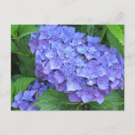 Lila Hydrangeor Vykort