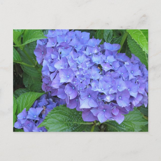 Lila Hydrangeor Vykort (Framsida)