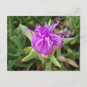 Lila Ice Plant Flower Vykort