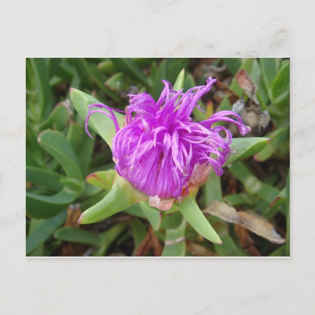 Lila Ice Plant Flower Vykort (Framsida)