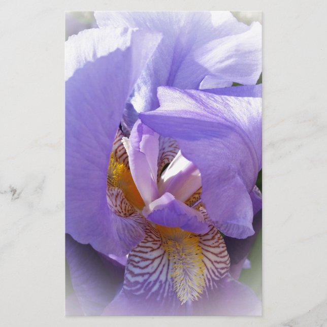 lila iris (Framsida)