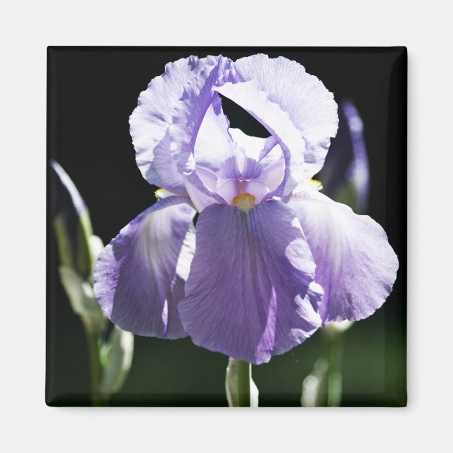 Lila Iris 8393 Magnet (Framsidan)