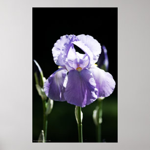 Lila Iris 8393 Skriv ut Poster