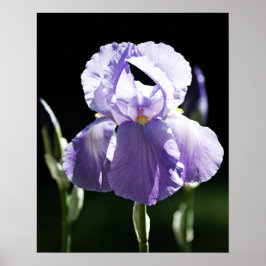 Lila Iris 8393 tryck