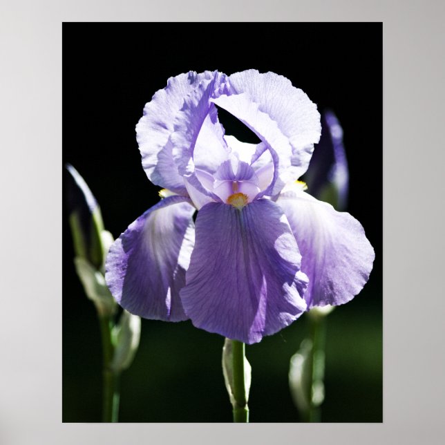 Lila Iris 8393 tryck (Framsidan)
