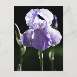 Lila Iris 8393 vykort