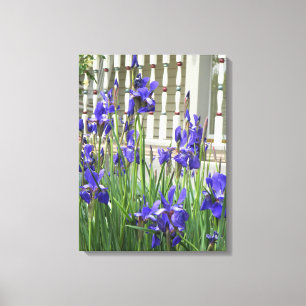 Lila Iris Bild