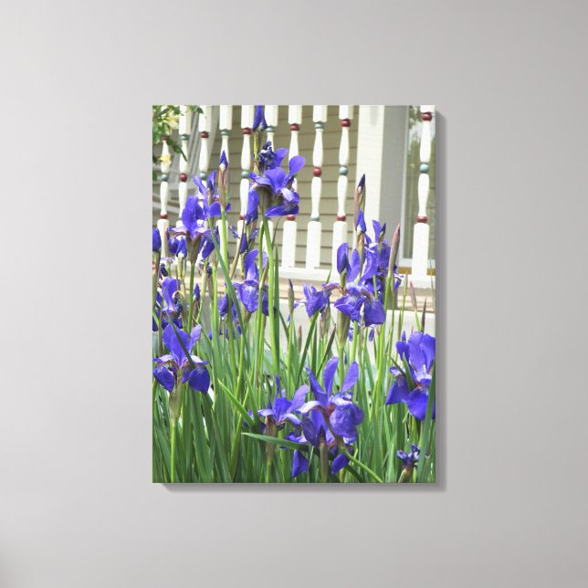 Lila Iris Bild (Framsida)