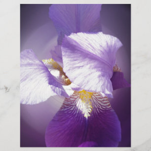 lila iris-blomma