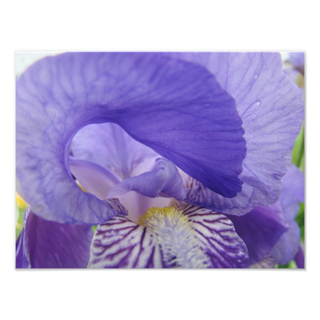 Lila Iris Blomma Fotografering konsttryck Blommig Fototryck (Framsidan)